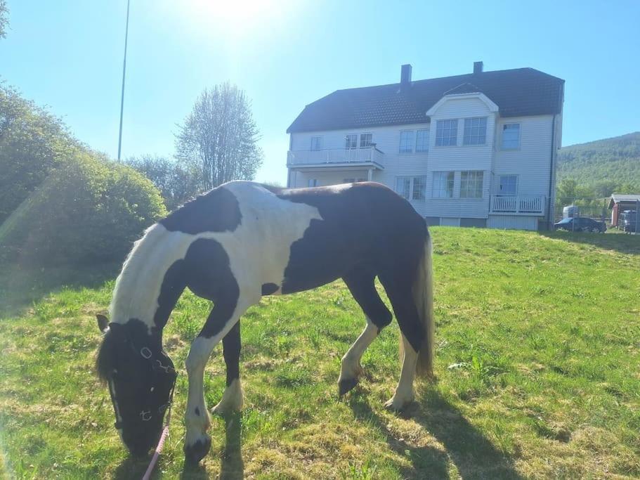 Privat Leilighet Pa Gard Med Badstue Og Nordlys Narvik Esterno foto