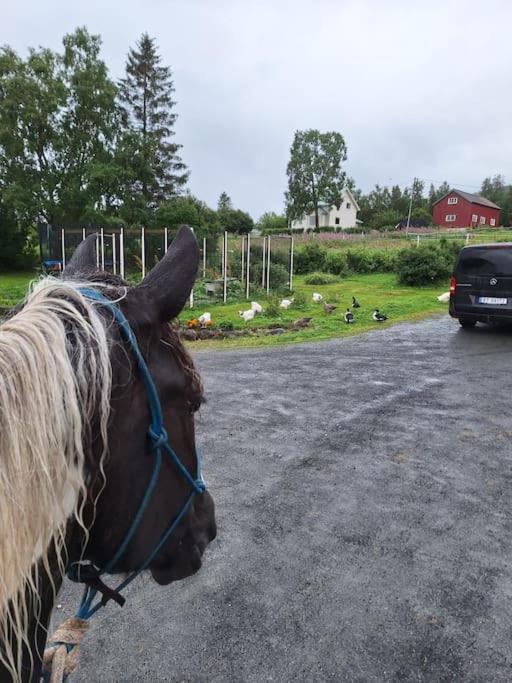 Privat Leilighet Pa Gard Med Badstue Og Nordlys Narvik Esterno foto