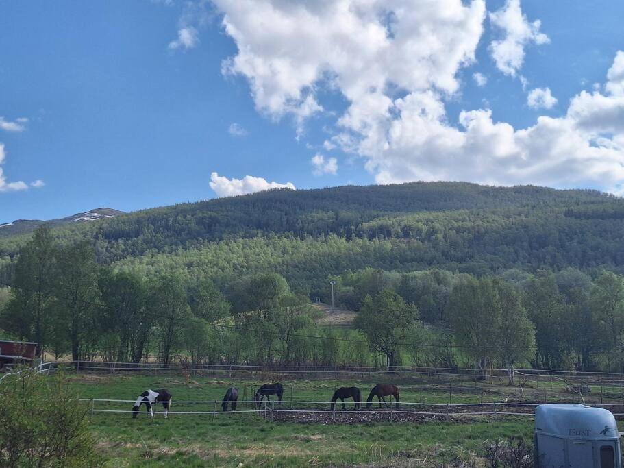 Privat Leilighet Pa Gard Med Badstue Og Nordlys Narvik Esterno foto