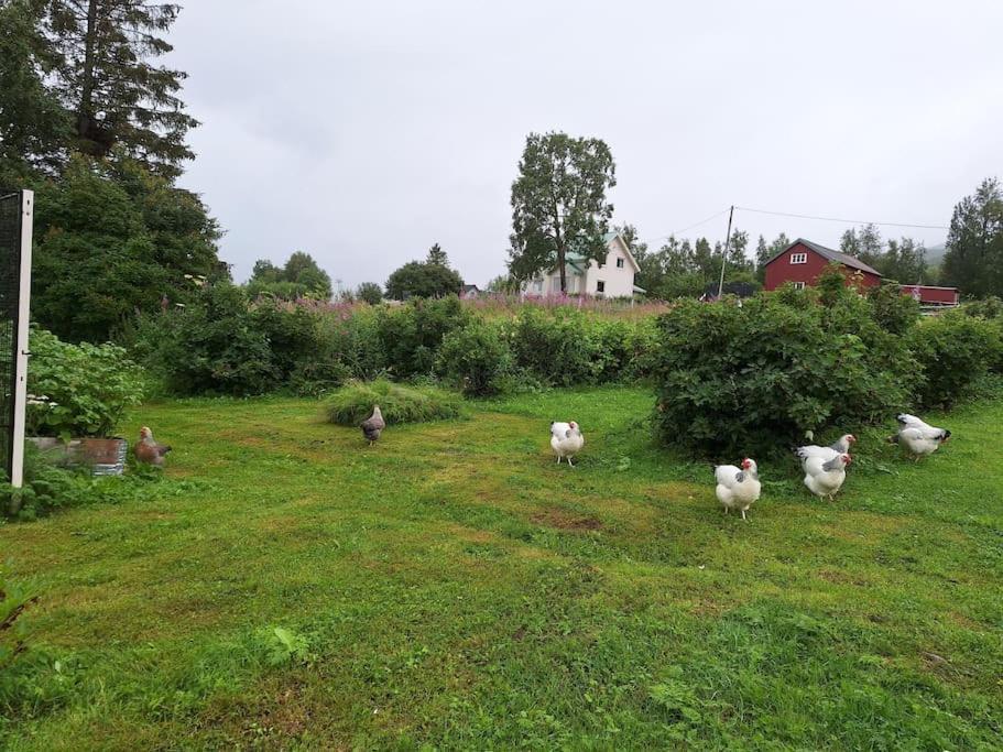 Privat Leilighet Pa Gard Med Badstue Og Nordlys Narvik Esterno foto