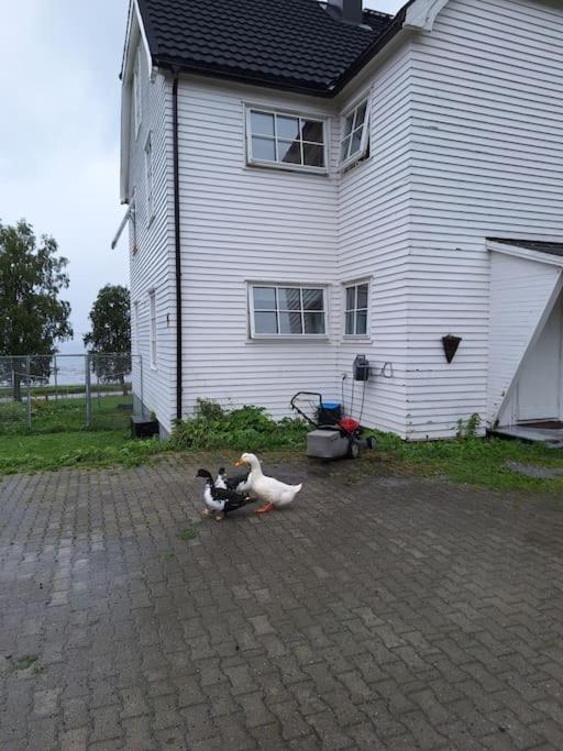 Privat Leilighet Pa Gard Med Badstue Og Nordlys Narvik Esterno foto